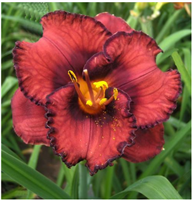 Daylily 'Berrylicious' Hemerocallis