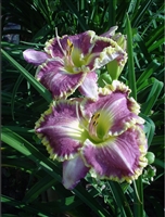 Daylily 'Bestseller' Hemerocallis