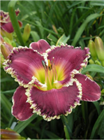 Daylily 'Bettylen' Hemerocallis