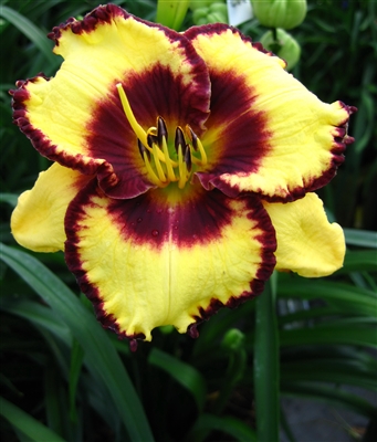 Daylily 'Calico Jack' Hemerocallis