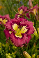 Daylily 'Catcher in the Eye' Hemerocallis