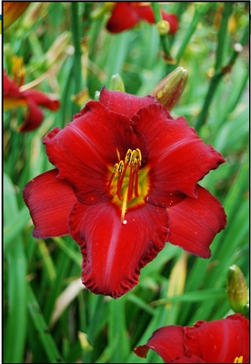 Daylily 'Chicago Apache' Hemerocallis