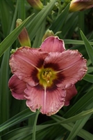 Daylily Hemerocallis Always Afternoon