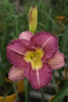 Daylily Hemerocallis Entrapment