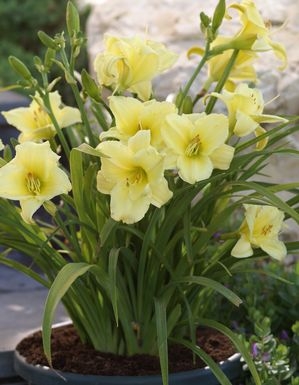 Daylily Hemerocallis Fragrant Returns