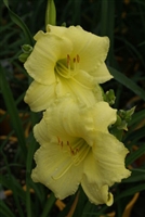 Daylily Hemerocallis Happy Returns