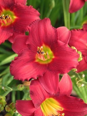 Daylily Hemerocallis Pardon Me