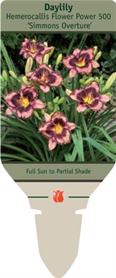 Daylily Hemerocallis 'Simmons Overture'