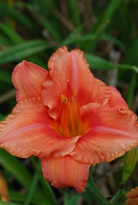 Daylily Hemerocallis South Seas