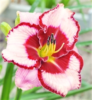 Daylily 'Lies and Lipstick' Hemerocallis