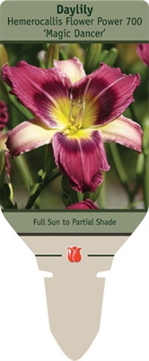 Daylily Hemerocallis 'Magic Dancer'