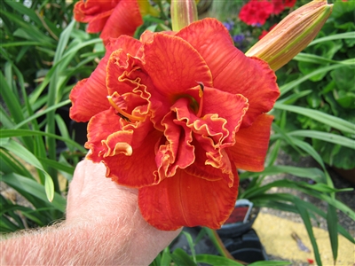 Daylily Hemerocallis 'Moses Fire'