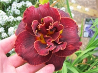 Daylily 'Night Embers' Hemerocallis