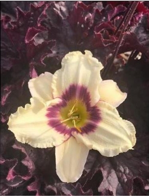 Daylily 'Pandora's Box' Hemerocallis