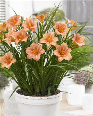 Daylily 'EverydaylilyÂ® Pink Wing'