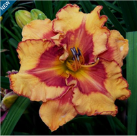 Daylily 'Pointed Perfection' Hemerocallis