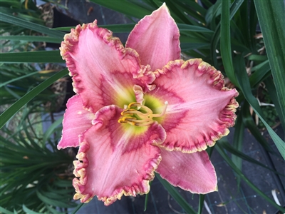 Daylily 'Princess Tutu' Hemerocallis