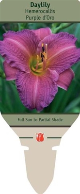 Daylily Hemerocallis 'Purple d'Oro'