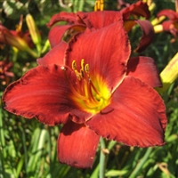 Daylily Hemerocallis 'Ruby Stella'