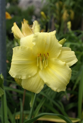 Daylily Hemerocallis Stella Supreme