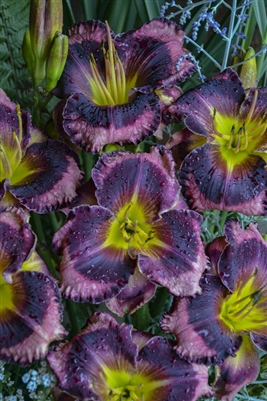 Daylily Hemerocallis Rainbow Rhythm Storm Shelter