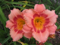 Daylily Hemerocallis Strawberry Candy