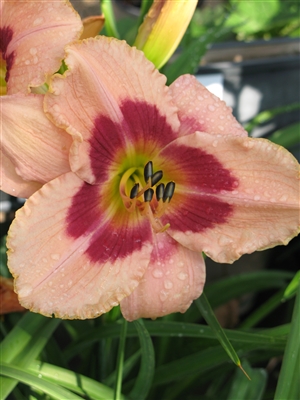 Daylily Hemerocallis Wineberry Candy