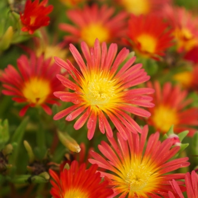 Ice Plant Trailing Delosperma Button Up&#0153; Fire