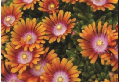 Ice Plant Delosperma Fire Spinner