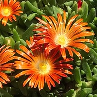 Delosperma 'Granita Orange' Ice Plant