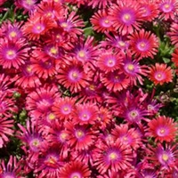 Delosperma 'Granita Raspberry' Ice Plant