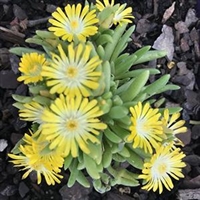 Delosperma 'Mountain Dew' Ice Plant