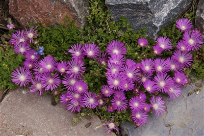 Delosperma 'Table Mountain'