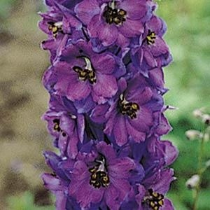 Delphinium Pacific Giants Black Knight