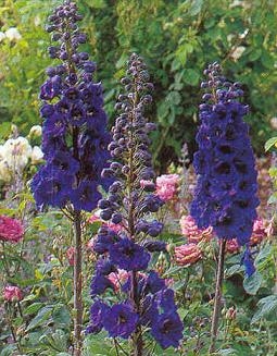 Delphinium Blue Jay