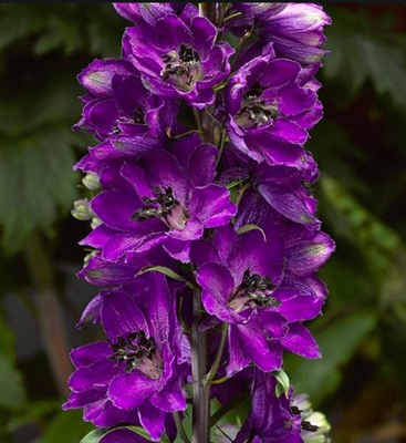 Delphinium Elatum 'Delphinaâ„¢ Dark Blue Black Bee