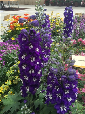 Delphinium Elatum 'Delphina Dark Blue - White Bee