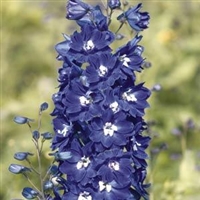 Delphinium Pacific Giants King Arthur