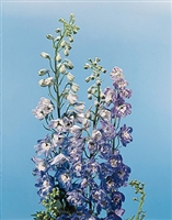 Delphinium Pacific Giants Blue Bird