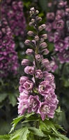 Delphinium Elatum 'Delphina Rose - White Bee