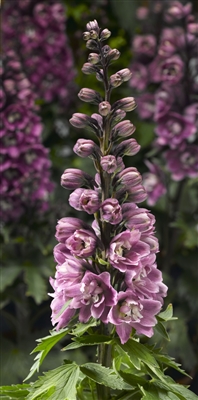 Delphinium Elatum 'Delphina Rose - White Bee