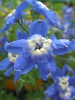 Delphinium Grandiflorum Summer Cloud