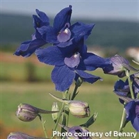 Delphinium Summer Nights