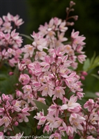 Deutzia Yuki Cherry Blossom&#0153