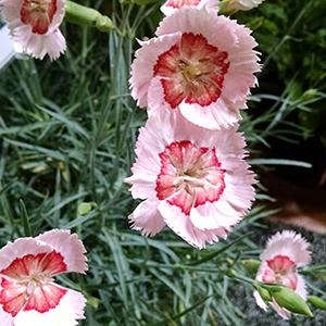 Dianthus Hybrida 'American Pie Georgia Peach Pie' American Pie Series