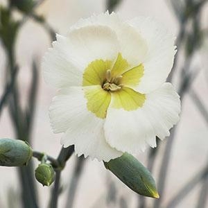 Dianthus Hybrida 'American Pie Key Lime Pie' American Pie Series