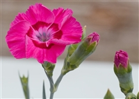 Dianthus 'American Pie Bumbleberry Pie'