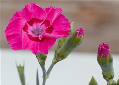 Dianthus 'American Pie Bumbleberry Pie'