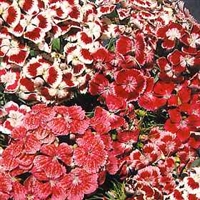 Sweet William 'Double Choice Mix