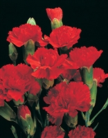 Dianthus Cardinal Red Hardy Carnation